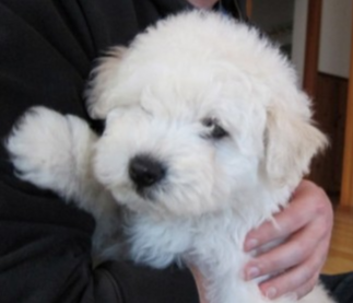 Bark Zuckerberg — the fluffy white genius founder of BarkBook